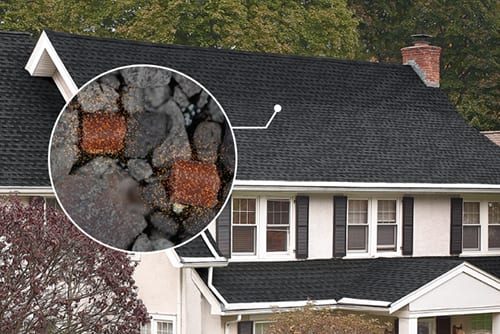 GAF Advanced Roof Algae Protection StainGuard