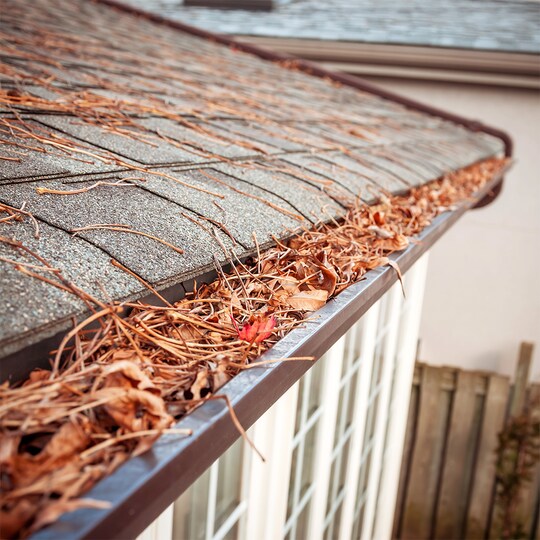 A gutter clogged with leaves, redirecting water up under shingles. 