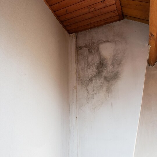 Mold growing on a wall, indicating there’s a serious roof leak in need of repair. 
